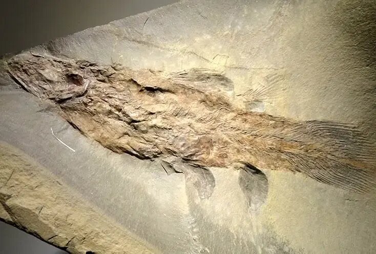 کشف هیولایی که تصور میشد میلیونها سال قبل منقرض شده است | عکس