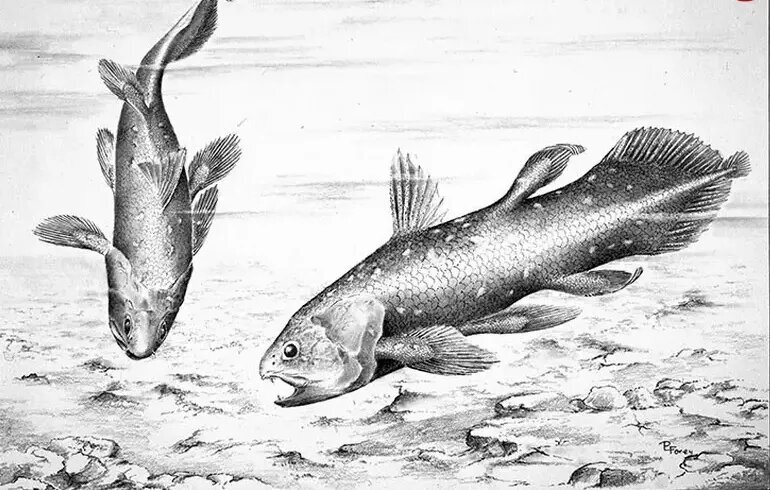 کشف هیولایی که تصور میشد میلیونها سال قبل منقرض شده است | عکس