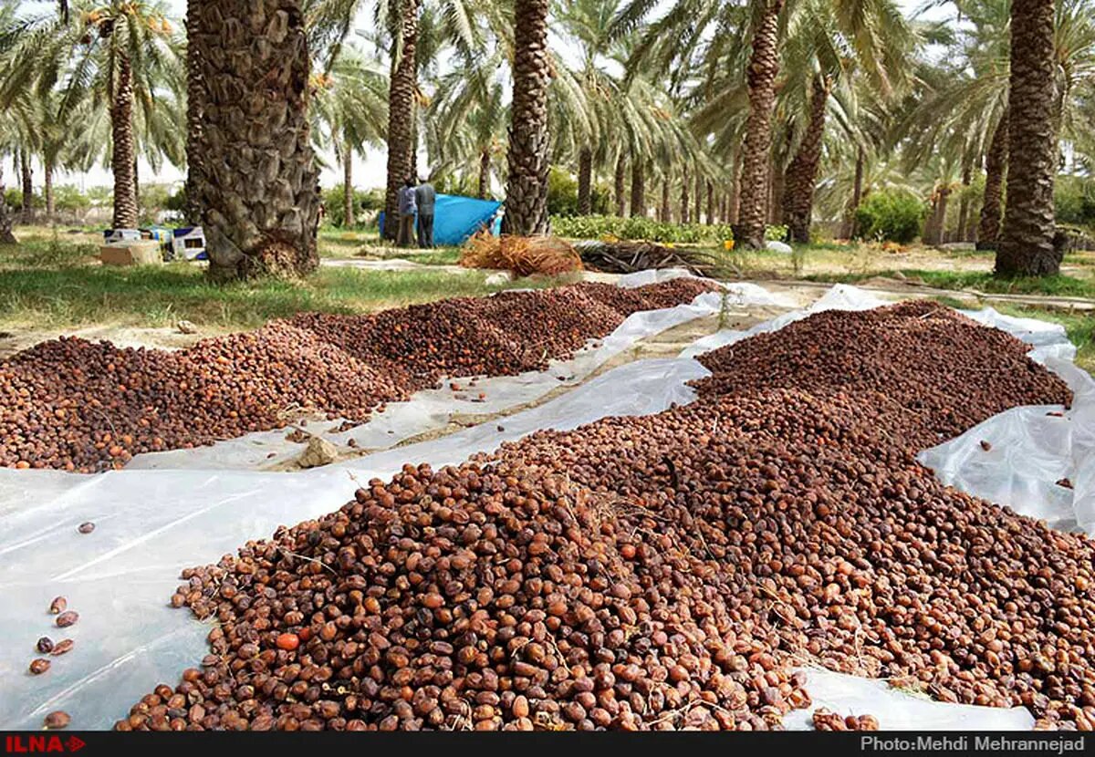 توسعه پوشش بیمهای باغات و نخلستانهای آبادان، خرمشهر و شادگان