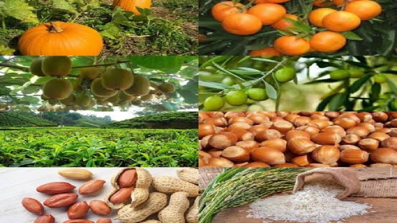 ۴۳ طرح کشاورزی ایام دهه فجر در گیلان افتتاح می‌شود