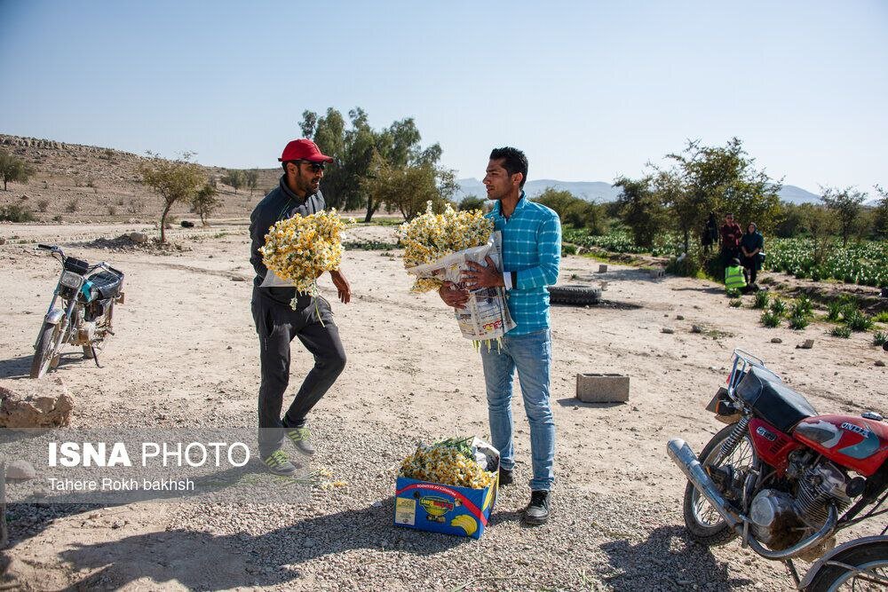 هشتمین جشنواره گل نرگس در کازرون