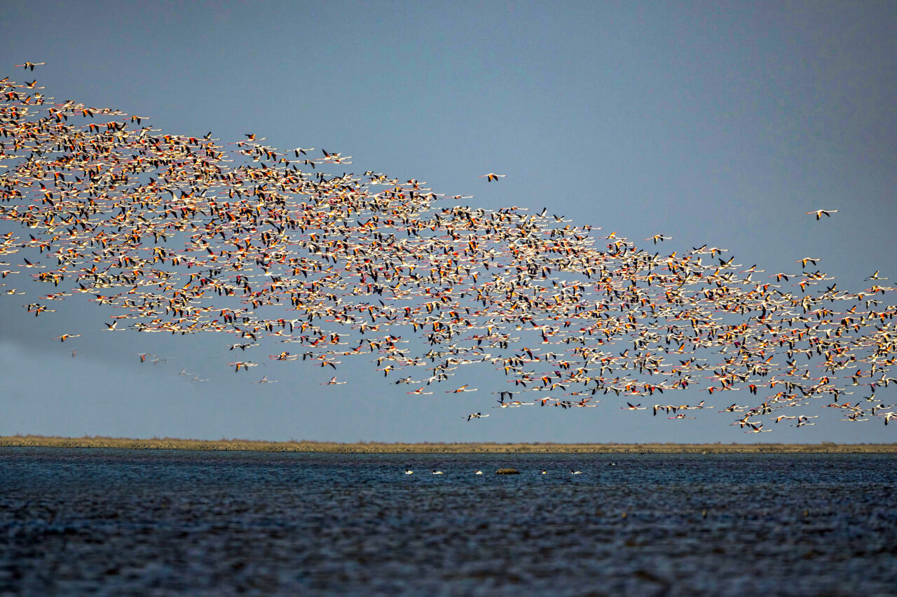 قابی از پرواز و رنگ | تصاویری زیبا از پرندگان مهاجر در شمال و جنوب ایران