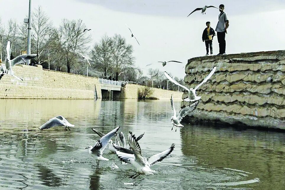 قابی از پرواز و رنگ | تصاویری زیبا از پرندگان مهاجر در شمال و جنوب ایران