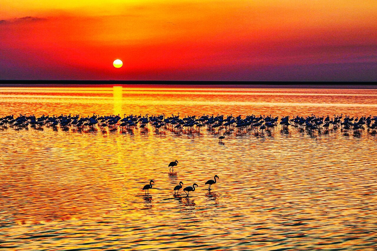 قابی از پرواز و رنگ | تصاویری زیبا از پرندگان مهاجر در شمال و جنوب ایران