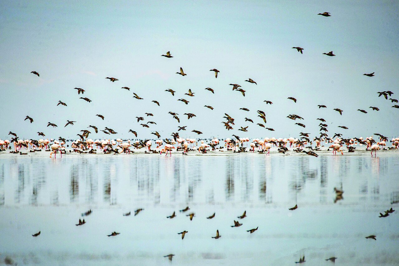 قابی از پرواز و رنگ | تصاویری زیبا از پرندگان مهاجر در شمال و جنوب ایران