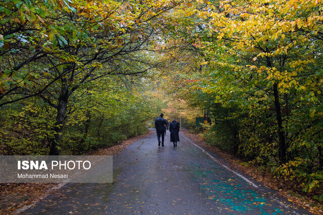 مدیریت جنگل‌های هیرکانی سر و سامان می‌گیرد؟