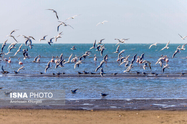 مهاجرت بیخطر نیست حتی برای پرندگان!