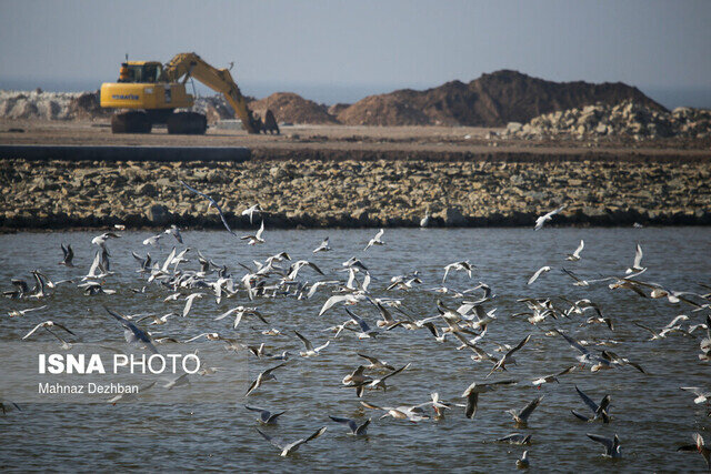 مهاجرت بیخطر نیست حتی برای پرندگان!