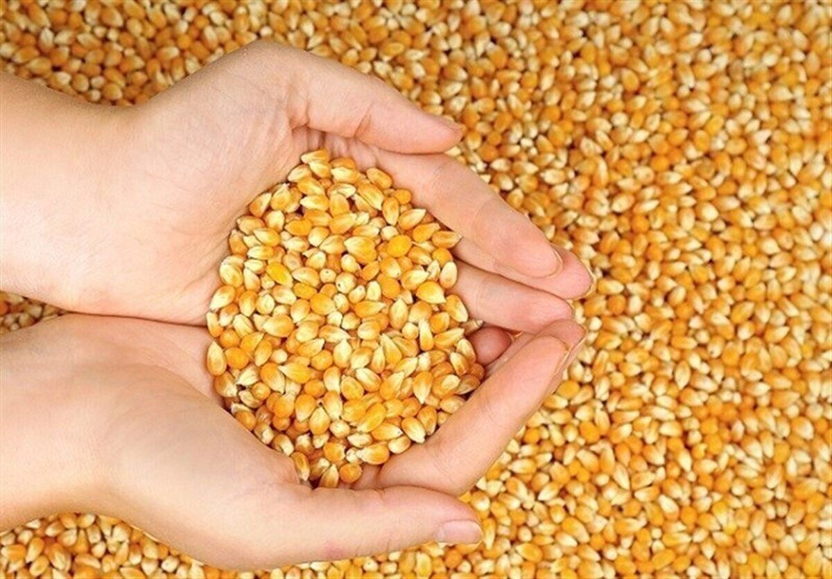 آغاز ثبت‌سفارش ذرت دامی و جو از امروز