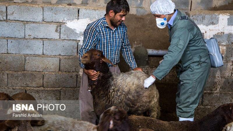 واکسیناسیون بیش از ۳۹۹ هزار رأس دام علیه بیماری تب برفکی در زنجان