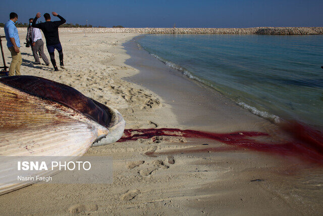 از صیادی تا تردد زیردریایی؛ انسان بلای جان نهنگ