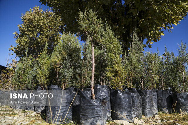 توزیع رایگان ۱.۲ میلیون اصله نهال در بین مردم گیلان