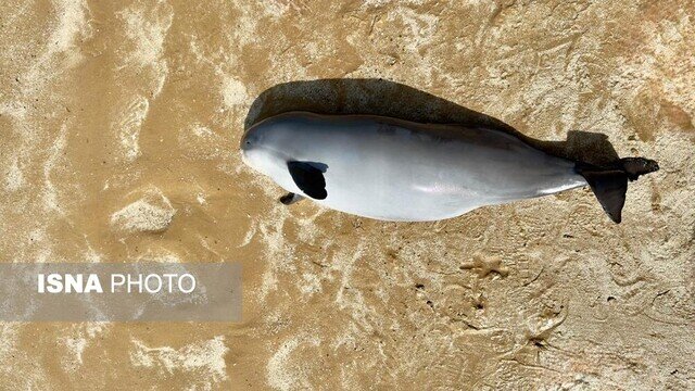 گزارشی از مرگ یک نوزاد گرازماهی در سواحل بوشهر