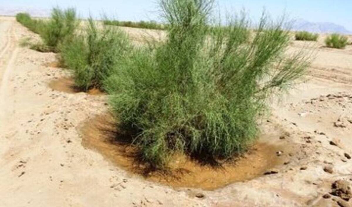 توزیع ۳۹۸ هزار اصله نهال تا پایان اسفند