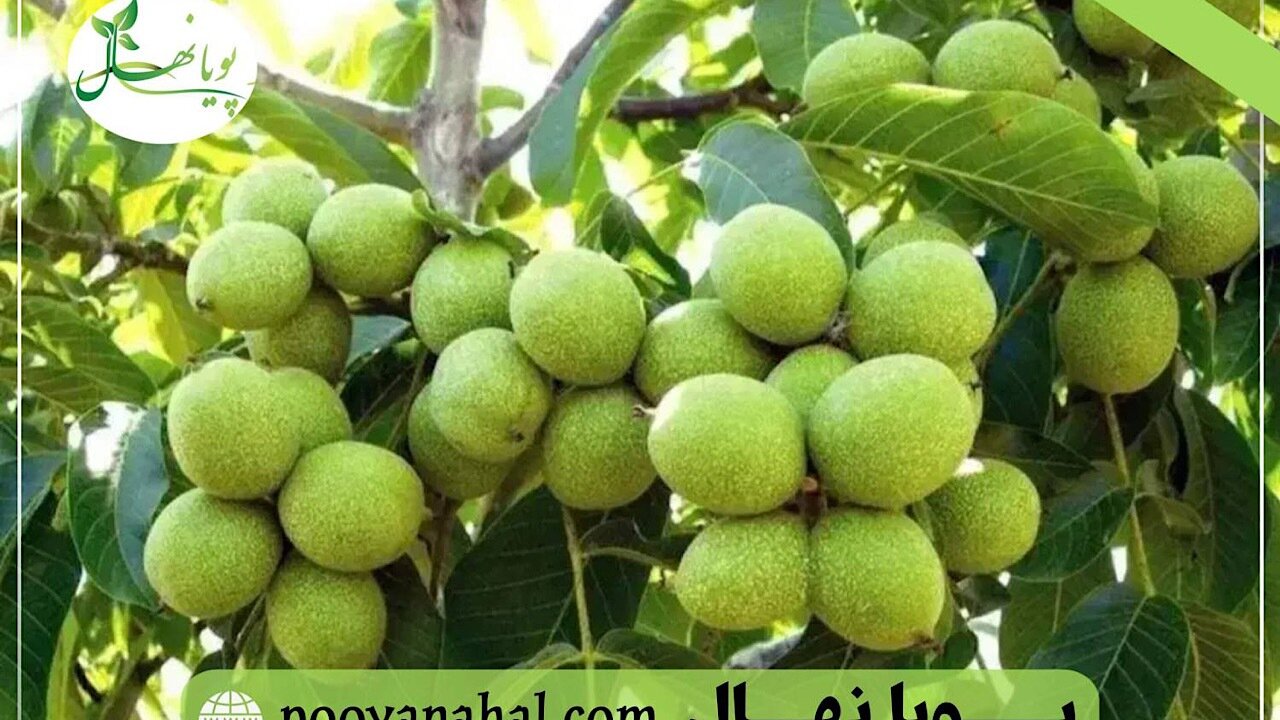 وقتی انتخاب نهال گردو، آینده یک باغ را تعیین میکند