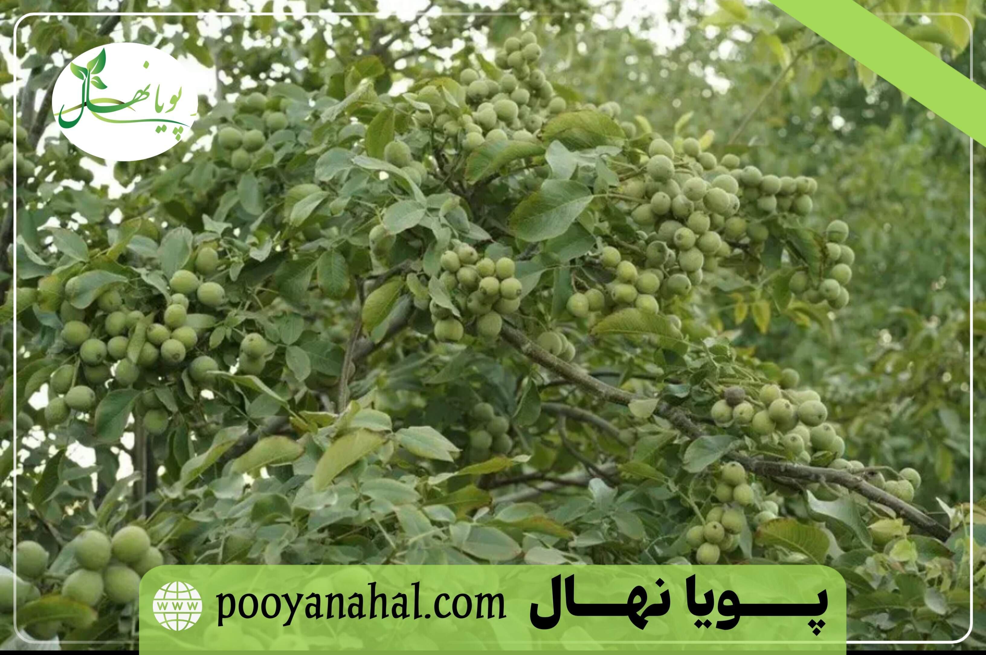 وقتی انتخاب نهال گردو، آینده یک باغ را تعیین میکند