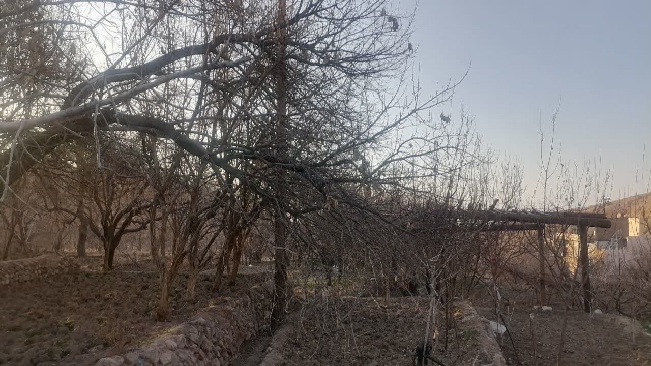 گلایه گردشگران روستای انجیرآوند اردکان از خشکسالی درختان + عکس