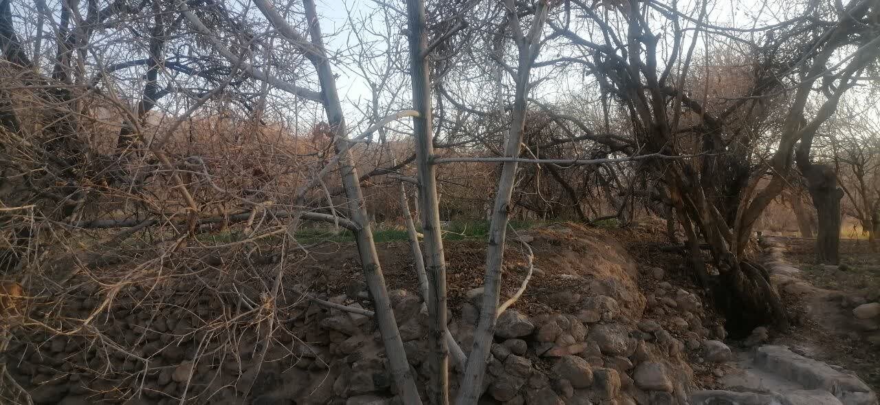 گلایه گردشگران روستای انجیرآوند اردکان از خشکسالی درختان + عکس
