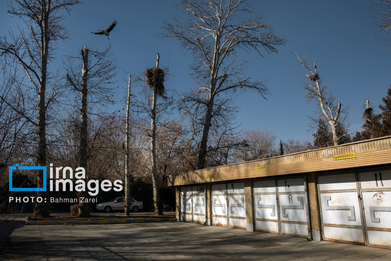 میان کوچ و ماندن