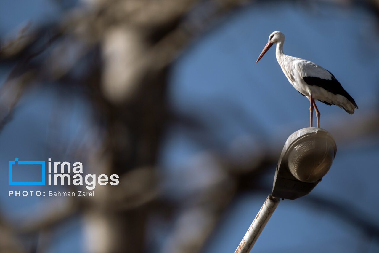 میان کوچ و ماندن