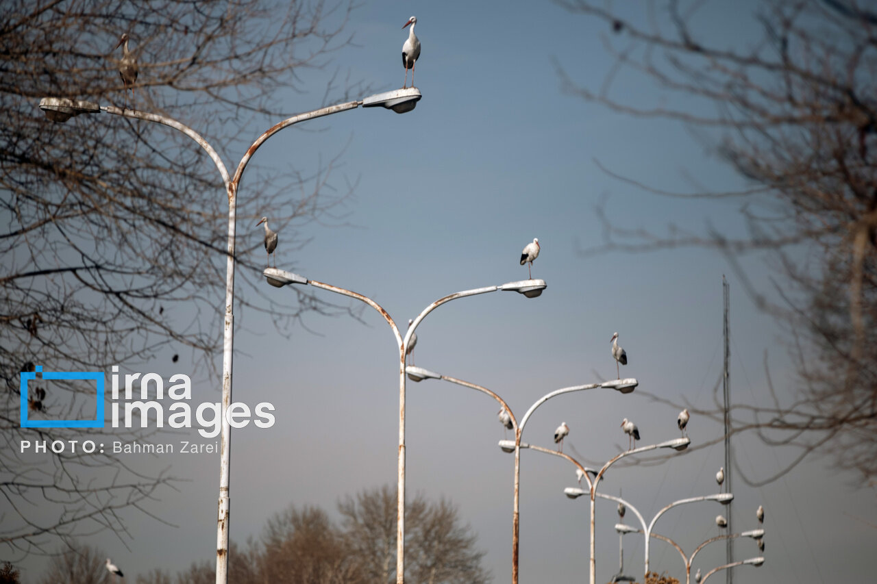 میان کوچ و ماندن