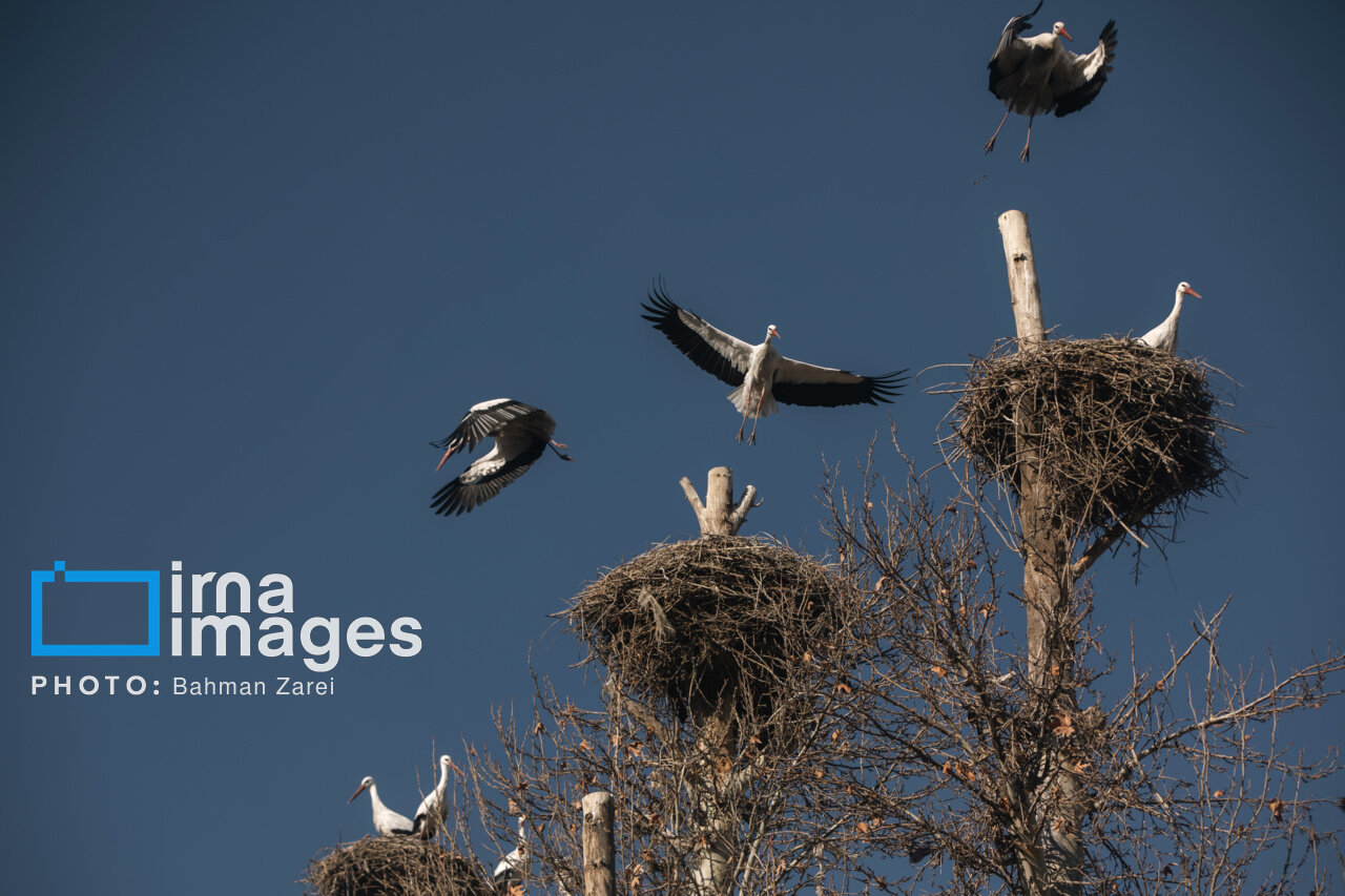 میان کوچ و ماندن