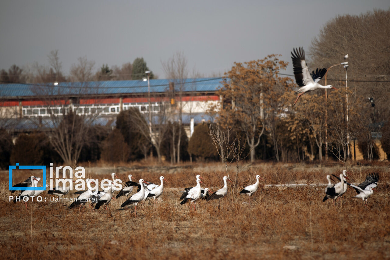 میان کوچ و ماندن