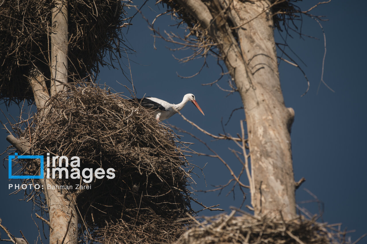 میان کوچ و ماندن