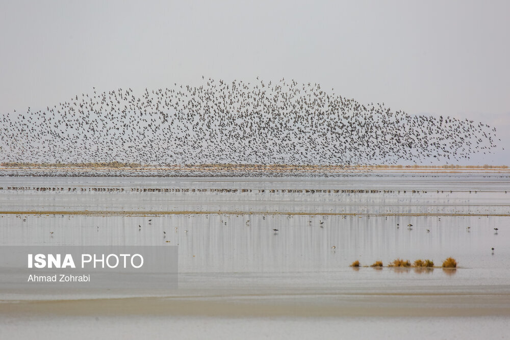 سرشماری پرندگان مهاجر «تالاب مُرِّه» در قم