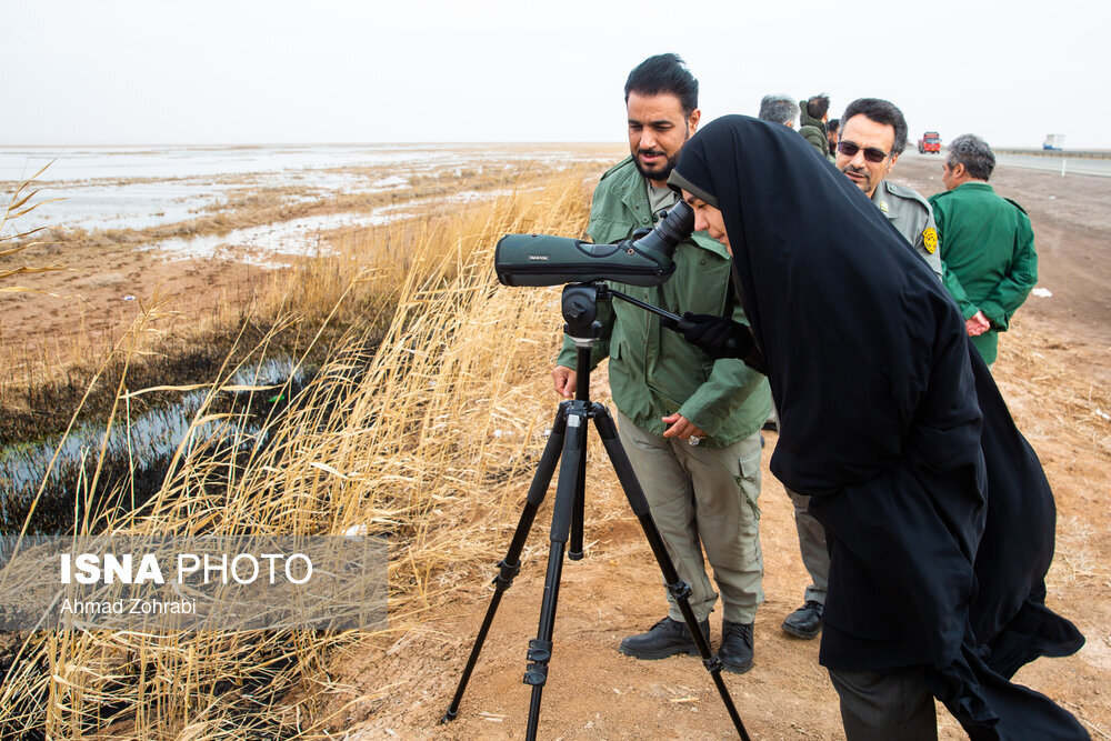 سرشماری پرندگان مهاجر «تالاب مُرِّه» در قم