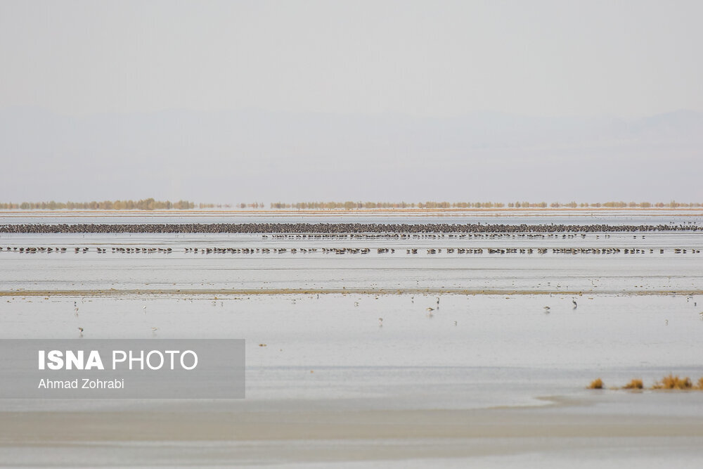 سرشماری پرندگان مهاجر «تالاب مُرِّه» در قم