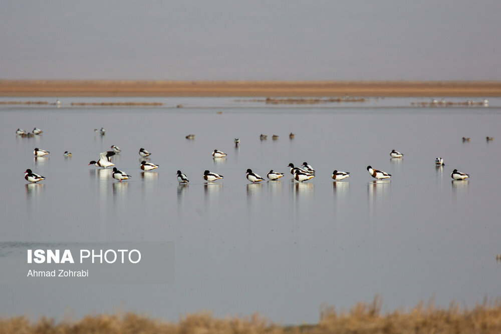 سرشماری پرندگان مهاجر «تالاب مُرِّه» در قم
