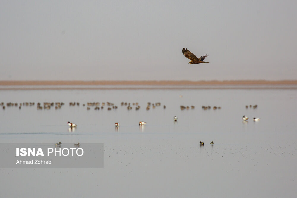 سرشماری پرندگان مهاجر «تالاب مُرِّه» در قم