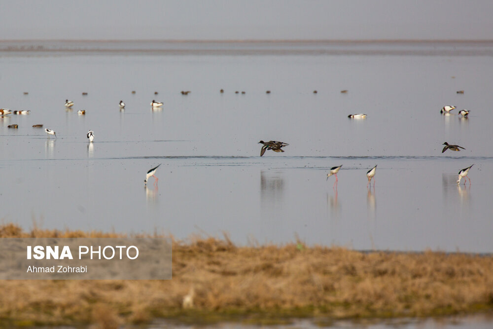 سرشماری پرندگان مهاجر «تالاب مُرِّه» در قم