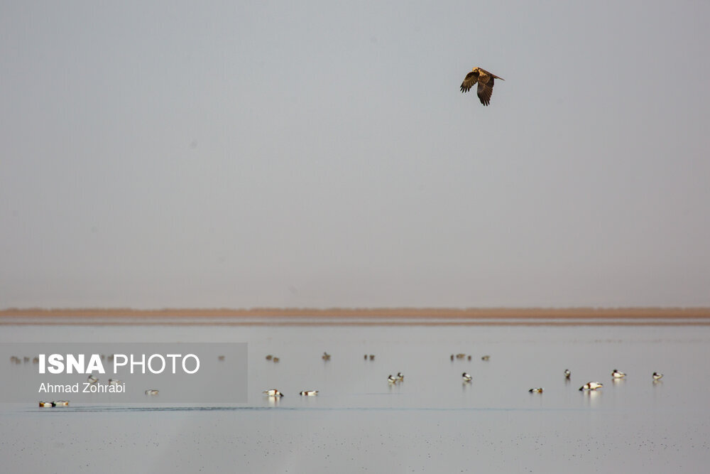سرشماری پرندگان مهاجر «تالاب مُرِّه» در قم