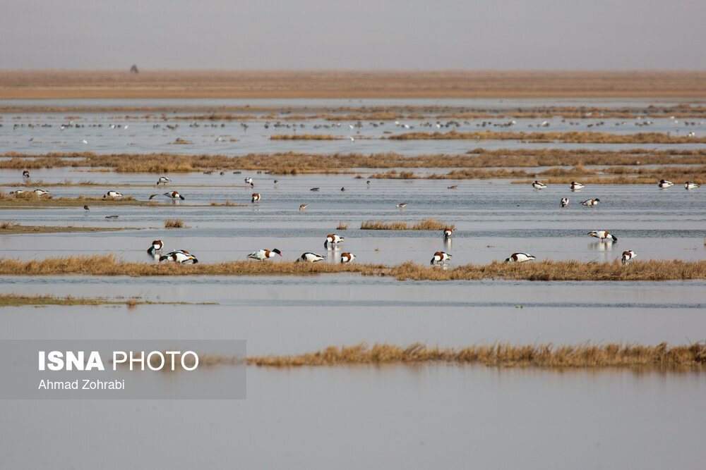 سرشماری پرندگان مهاجر «تالاب مُرِّه» در قم