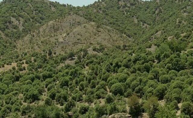 نجات زاگرس در گرو مشارکت مردم و تمرکز تصمیم‌گیری در منطقه است