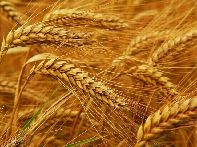 تمام‌مکانیزه شدن ۶۴ درصد کاشت گندم‌ در یزد/کشت سه رقم گندم کم‌آبخواه