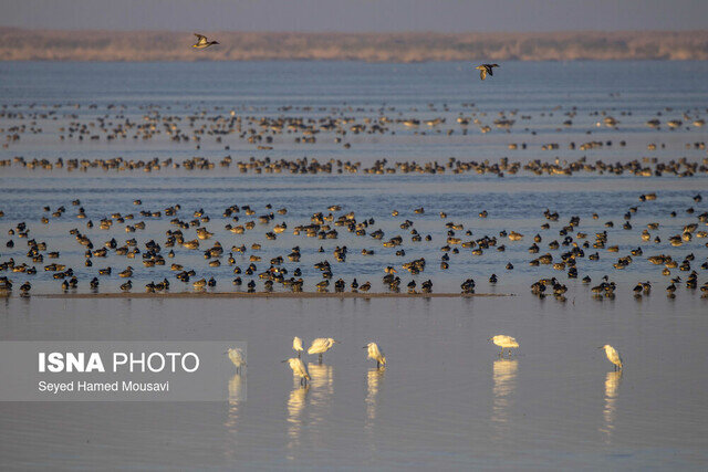 هشدار تکرار آتش‌سوزی‌های «هورالعظیم» در تابستان پیش رو