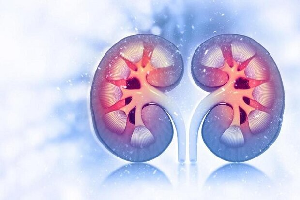 داروی دیابت روند پیری کلیه را کُند میکند