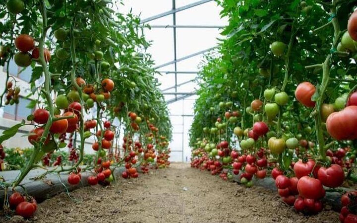 گام تازه تولید در کردستان؛ طرح‌های گلخانه‌ای وارد فاز اجرا