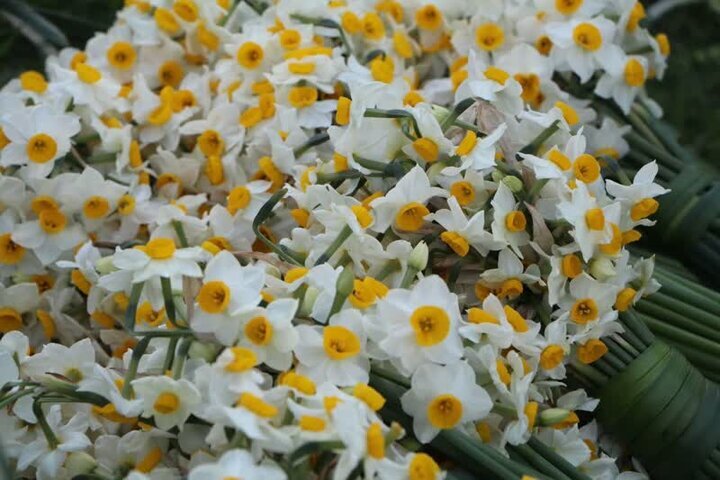 سالانه بیش از ۳ میلیون شاخه گل نرگس در استان بوشهر تولید میشود