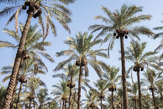 جشنی: قصرشیرین ظرفیت تبدیلشدن به قطب خرمای مجول غرب کشور را دارد