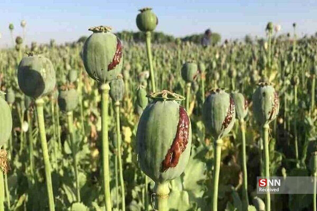 جلوگیری از کشت غیرقانونی گیاهان مخدر پایه