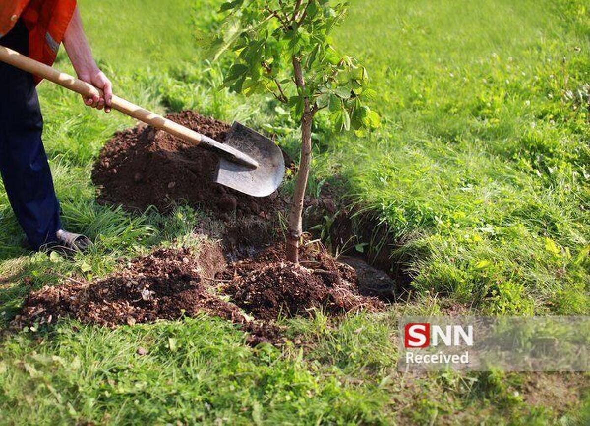 نقش موثر درختکاری در کاهش کولاک