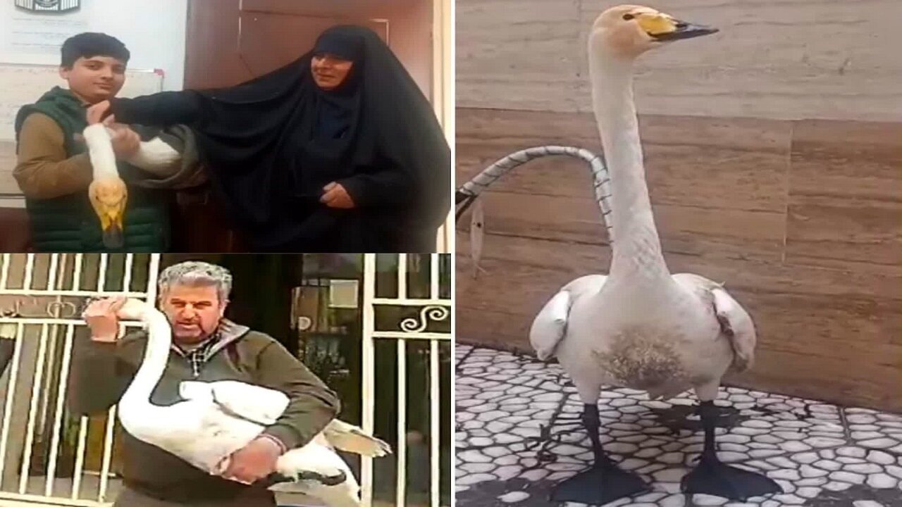نجات قوی فریادکش زخمی در آستانه اشرفیه + فیلم