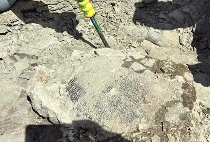 لاک‌پشت ۴۸ میلیون‌ ساله‌ای که در گردش پیدا شد | عکس