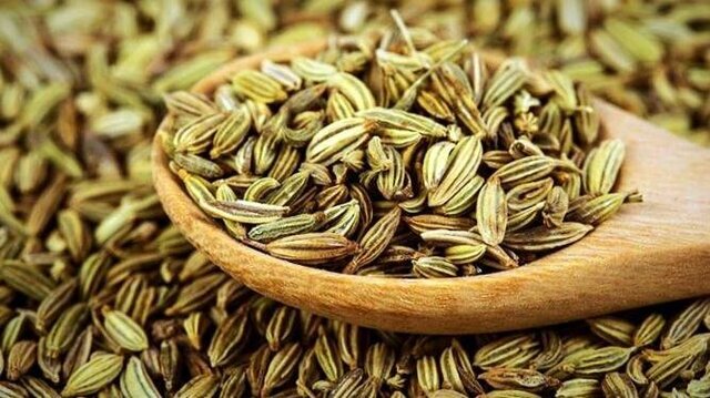 پایان فصل کاشت زیره سبز کم‌آب‌طلب در جاجرم؛ پیش‌بینی برداشت ۵۴ تن محصول
