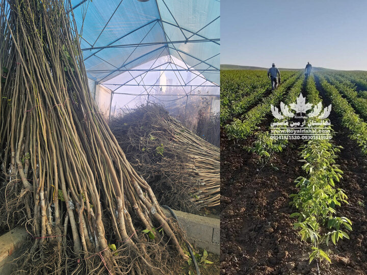 نهال گردویی که با ۸ تن باردهی در هکتار رکورد باردهی را شکست!