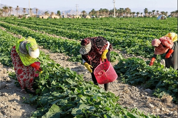 اقتصاد مقاوم روستاها با پیوند دانش و میدان تقویت میشود